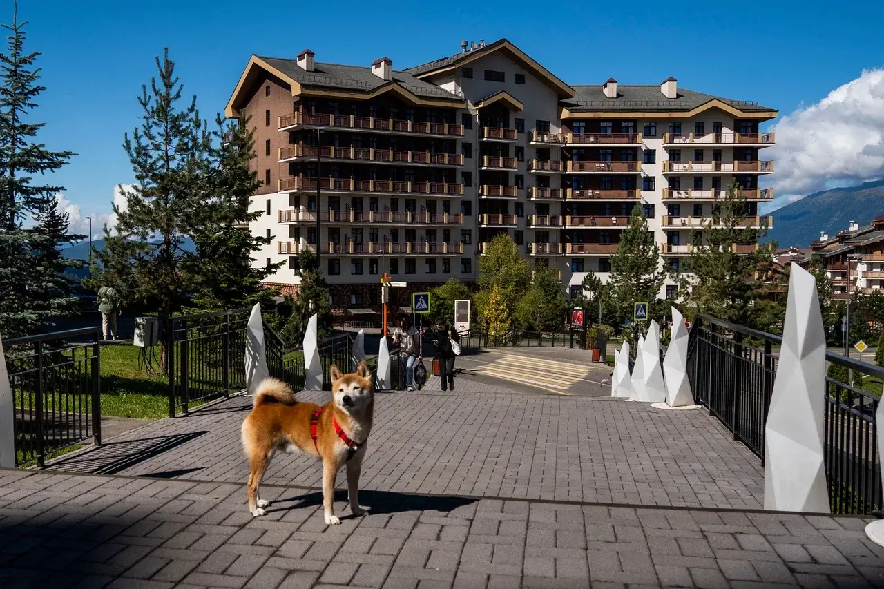 Первые отели сертифицированы для приема гостей с животными на курорте Роза Хутор. Фото. © Пресс-служба курорта Роза Хутор