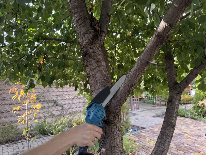 Сразу после уборки последних плодовых можно приступать к санитарной обрезке деревьев и кустарников. Фото