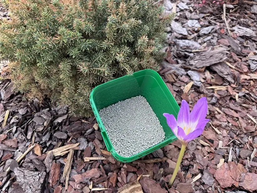 Подкормка должна включать органические и минеральные удобрения. Фото