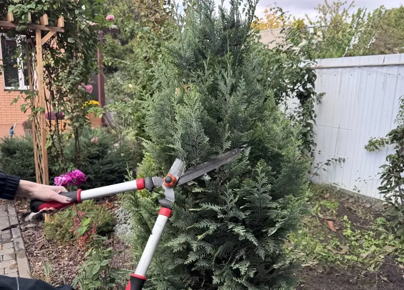 Осенью проводится санитарная обрезка. Фото