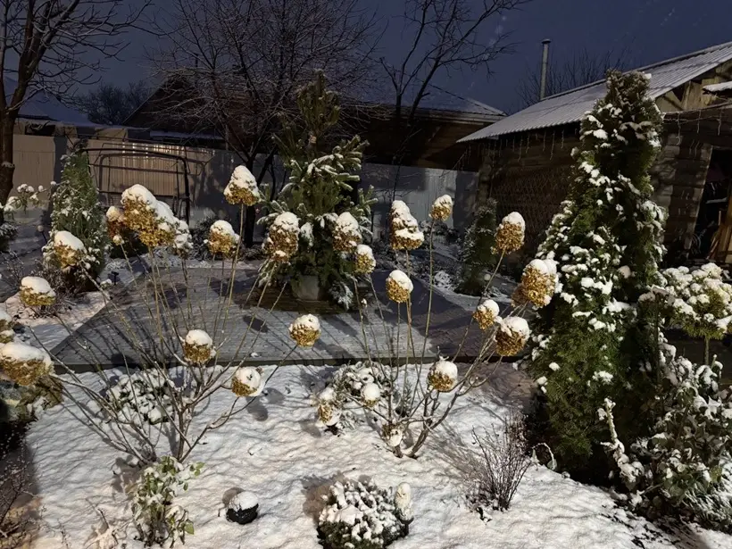 Гортензии рекомендуется оставить с соцветиями до весны в качестве зимнего украшения сада. Фото