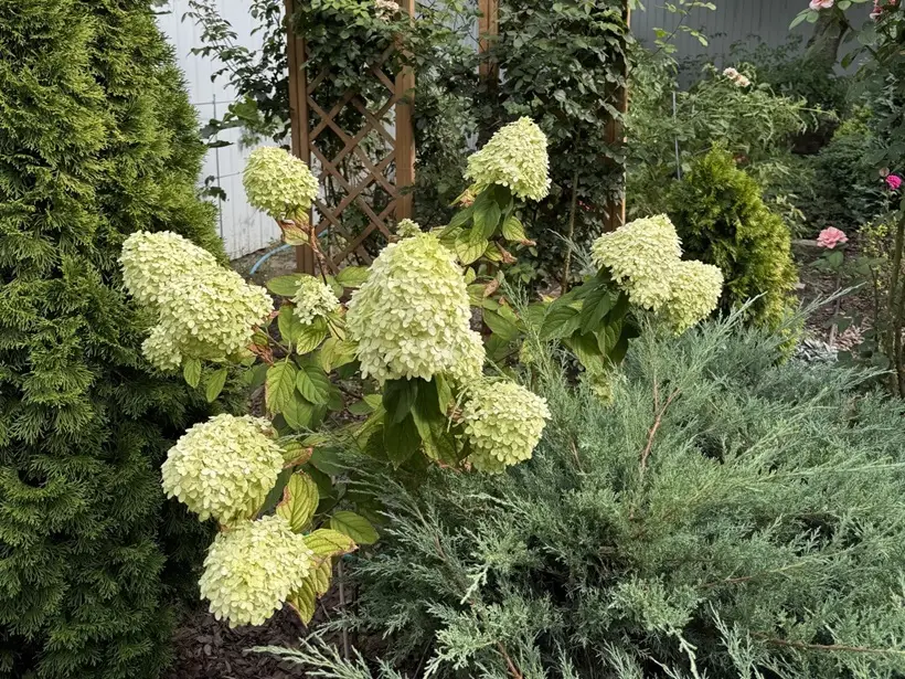 Садоводы часто пользуются лунным календарем для сезонных работ. Фото