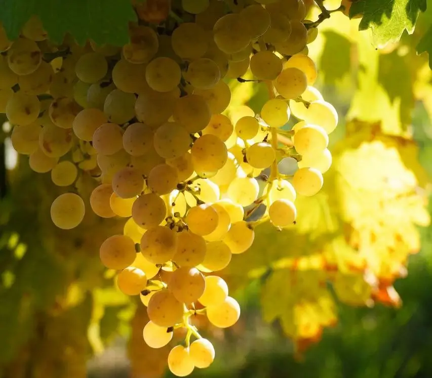 Виноград. © Пресс-служба АПФ "Фанагория". Коцарева Лолита