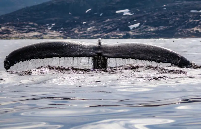 Правила безопасного наблюдения за китами разработали в Заполярье. Фото. © РИА Новости. Дмитрий Дубов
