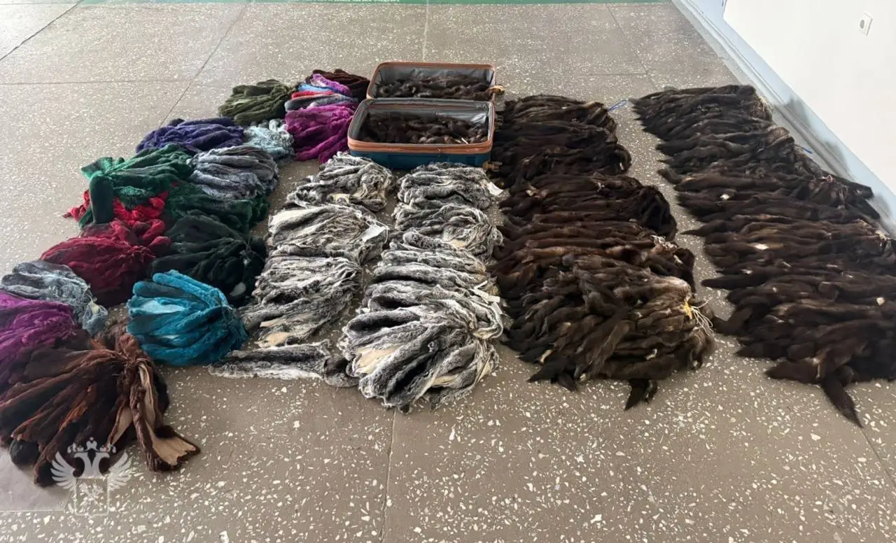 Вывоз из РФ в КНР партии шкурок соболя и шиншиллы предотвратили в Приамурье. Фото. ©  Хабаровская таможня. Елена Попова