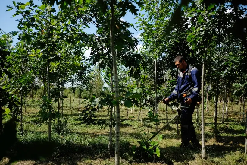 Более 5 тыс. молодых дубов высадили на Куликовом поле. Фото. © РИА Новости. Николай Хижняк