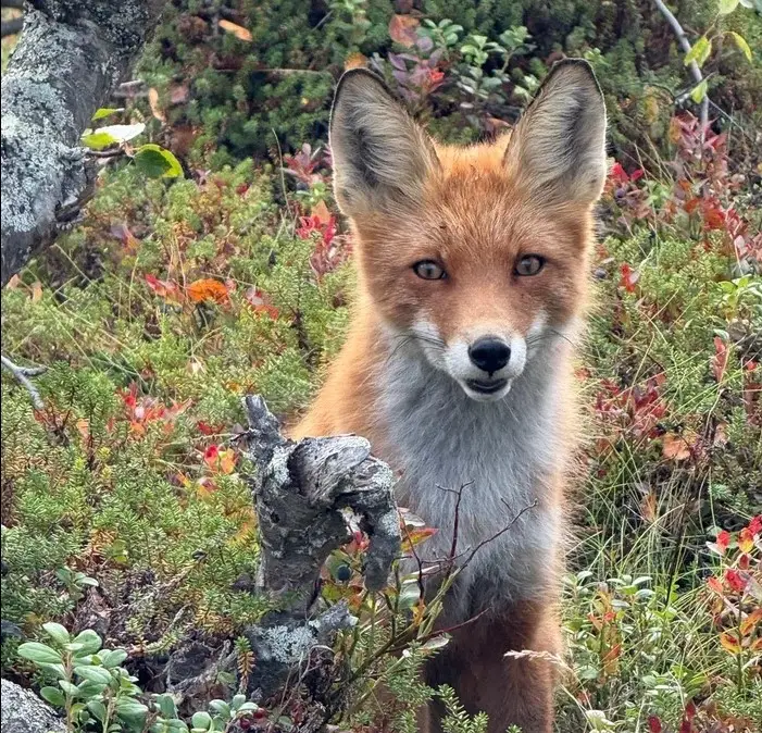 Лисенок Степан – самый симпатичный обитатель архипелага. © "Интерфакс". Юлия Батырь