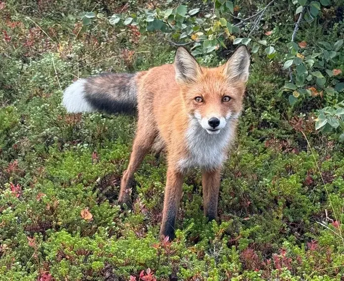 Лисенок Степан – самый симпатичный обитатель архипелага. © "Интерфакс". Юлия Батырь