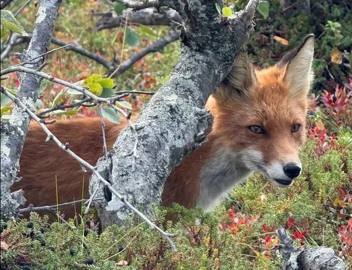 Лисенок Степан – самый симпатичный обитатель архипелага. © "Интерфакс". Юлия Батырь