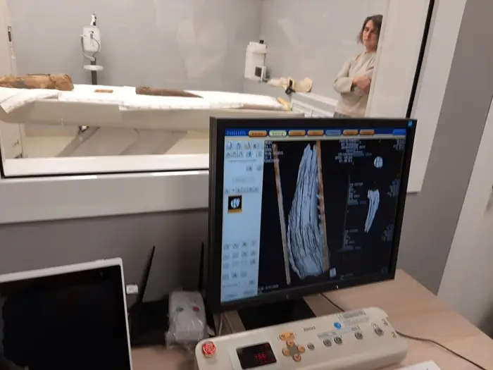 Томографическое исследование бивней мамонта проводят в Новосибирске. Фото. © 