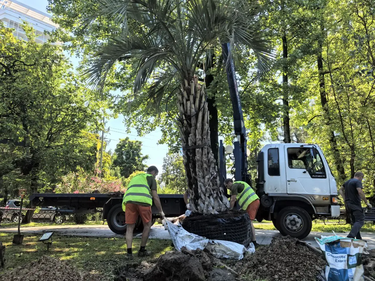 Шестикратную обработку пальм от вредителей проводят в Сочи. Фото. © Пресс-служба администрации Сочи. Денис Тарута
