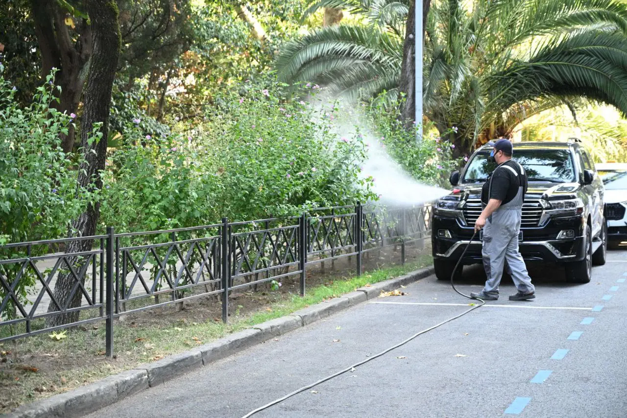 Шестикратную обработку пальм от вредителей проводят в Сочи