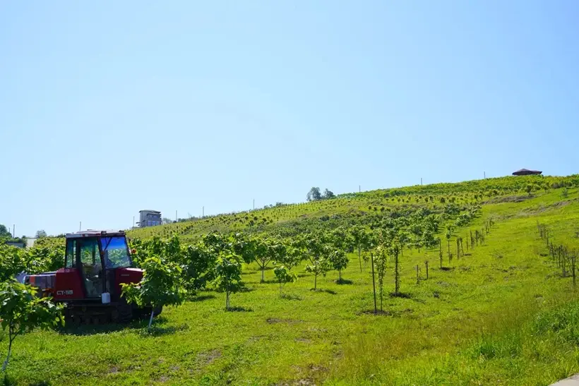 В Сочи выращивают фрукты и ягоды. Фото