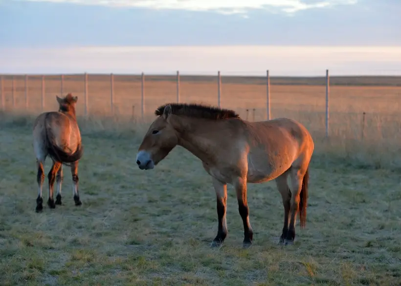 Восемь лошадей Пржевальского отправили из Оренбургской области в Хакасию. Фото. Лошади Пржевальского. © РИА Новости. Алексей Дружинин