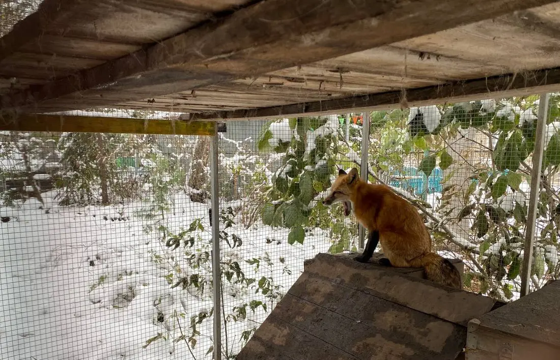 Одомашненная лиса. © "Интерфакс". Алена Золотова