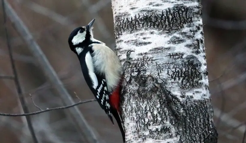 Туристскую ОЭЗ планируется создать в 