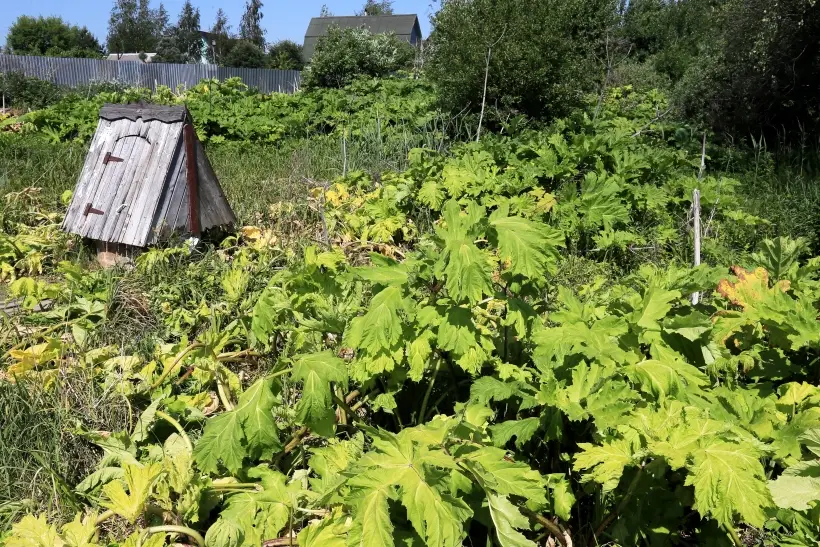 За неиспользование садового и огородного участка после истечения трех лет, предназначенных для освоения земли, введут штраф. Фото