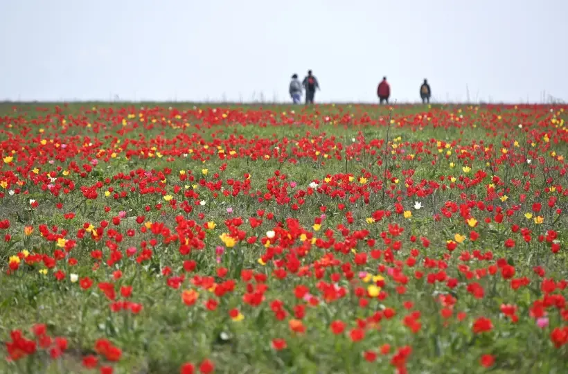 Калмыкия, Крым и Амурская область показали наибольший рост турпотока в 2025 году. Фото. Цветение тюльпанов в калмыцкой степи. © РИА Новости. Григорий Сысоев