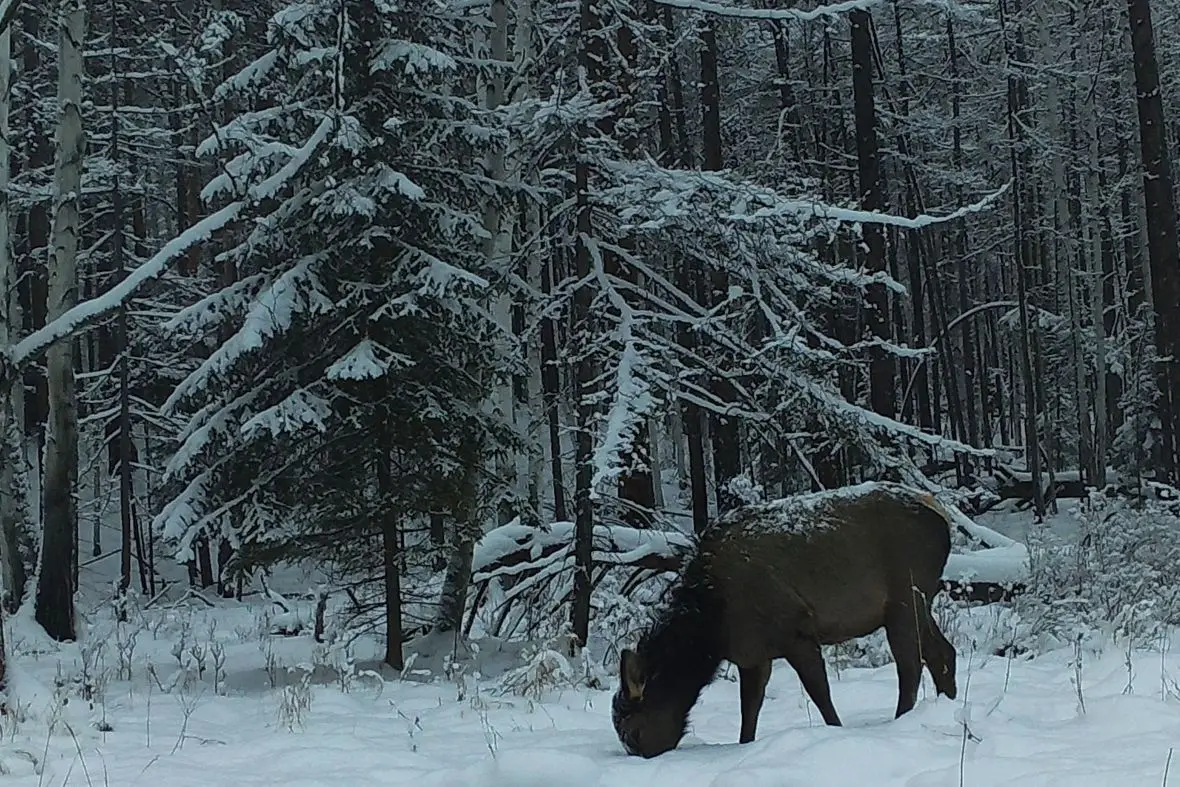 Полсотни площадок для подкормки диких животных появилось на севере Иркутской области. Фото. © Пресс-служба ИНК. Кадр фотоловушки