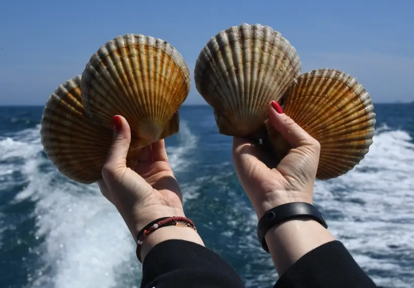 Гребешки: как правильно выбрать и есть, польза и вред морского деликатеса. Фото. © РИА Новости. Виталий Аньков