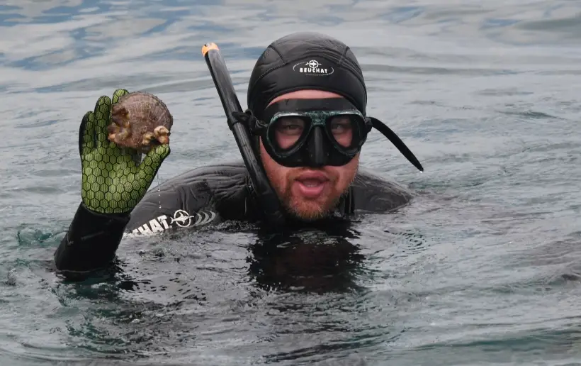 Снаружи моллюск заключен в веерообразную раковину. Фото