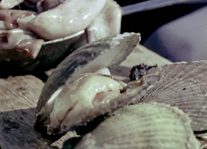 Всего известно порядка 250 видов морских гребешков, но в кулинарии используются лишь несколько. Фото