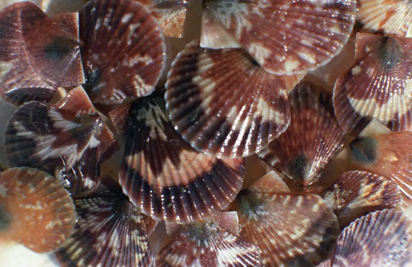 Открывать морские гребешки лучше всего ножом. Фото