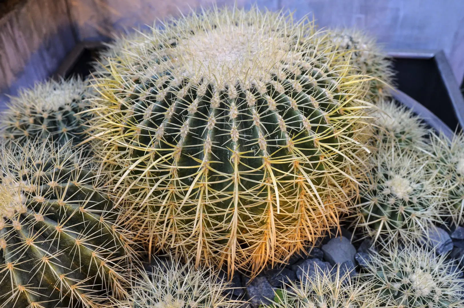 Туристки пытались ввезти из Таиланда в Россию 15 кг саженцев экзотических растений. Фото. © РИА Новости. Владимир Песня