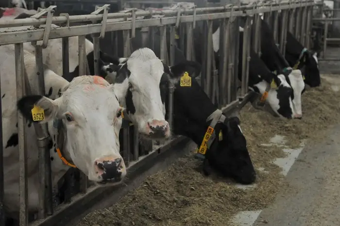 Севастополь в 2025г направил почти 13 млн руб. на поддержку животноводства. Фото. © РИА Новости. Алексей Сухоруков