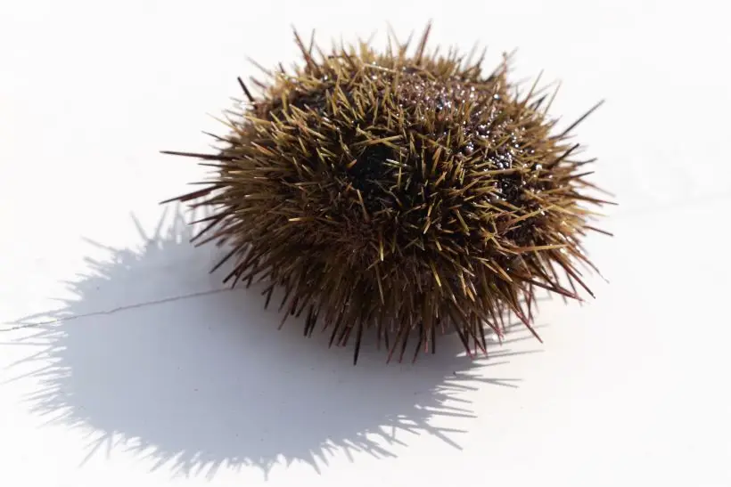 Шесть жителей Приморья стали фигурантами дела о контрабанде морского ежа на 107 млн рублей. Фото. © РИА Новости Александр Пирагис