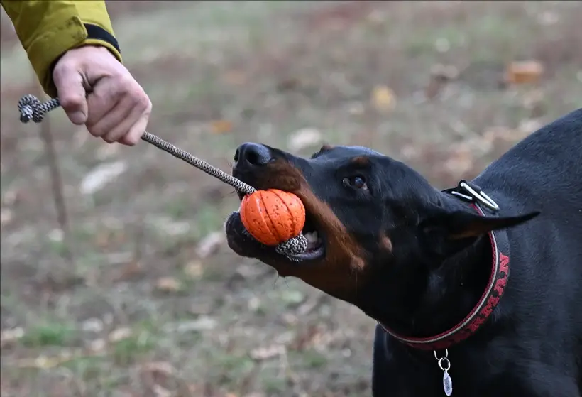 Мурманский суд первым в РФ вынес приговор по делу о последствиях самовыгула собаки. Фото. © РИА Новости. Максим Богодвид