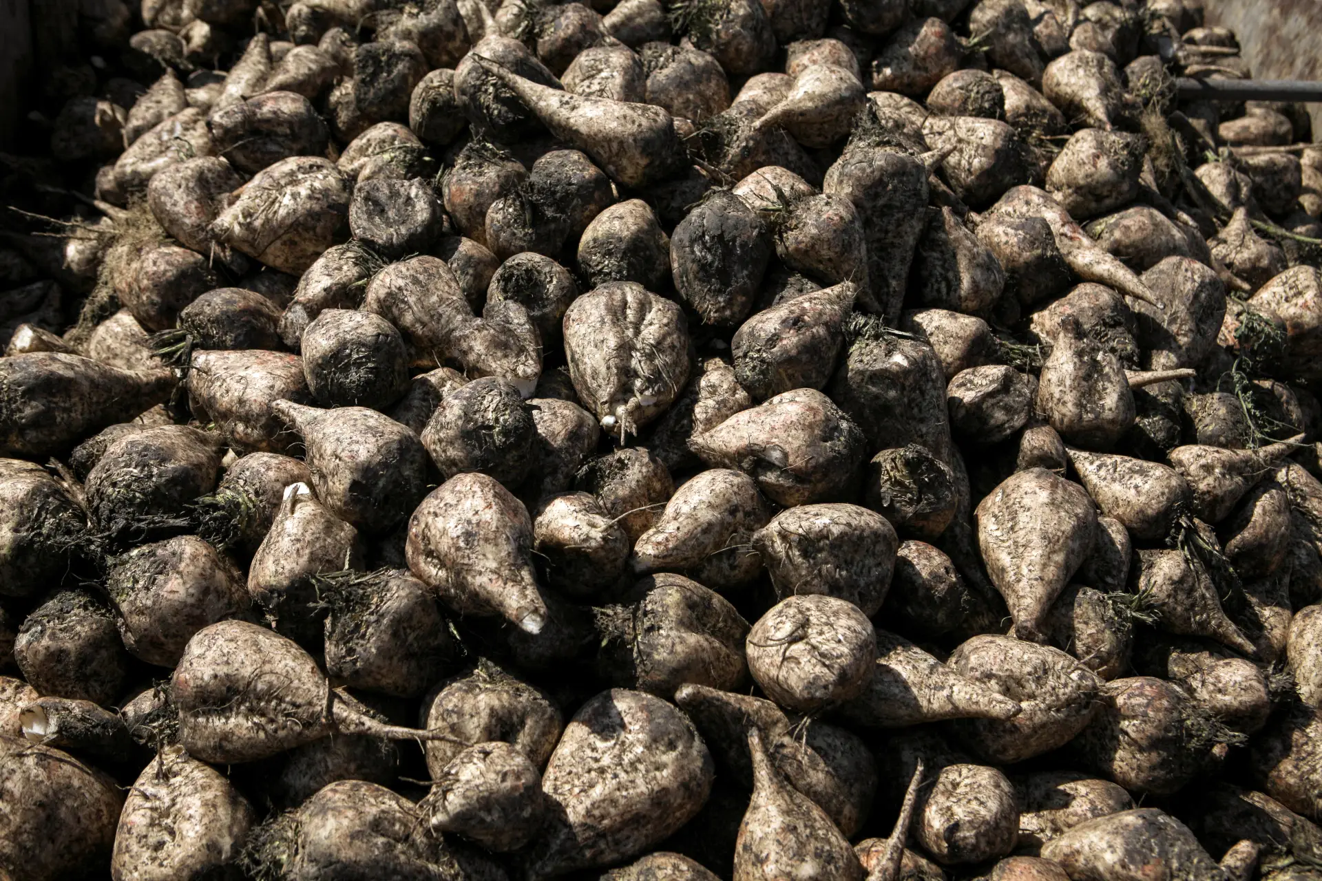 Тамбовская область завершает уборку поздних культур, выпавший снег и мороз не помеха - власти. Фото. © РИА Новости. Денис Абрамов