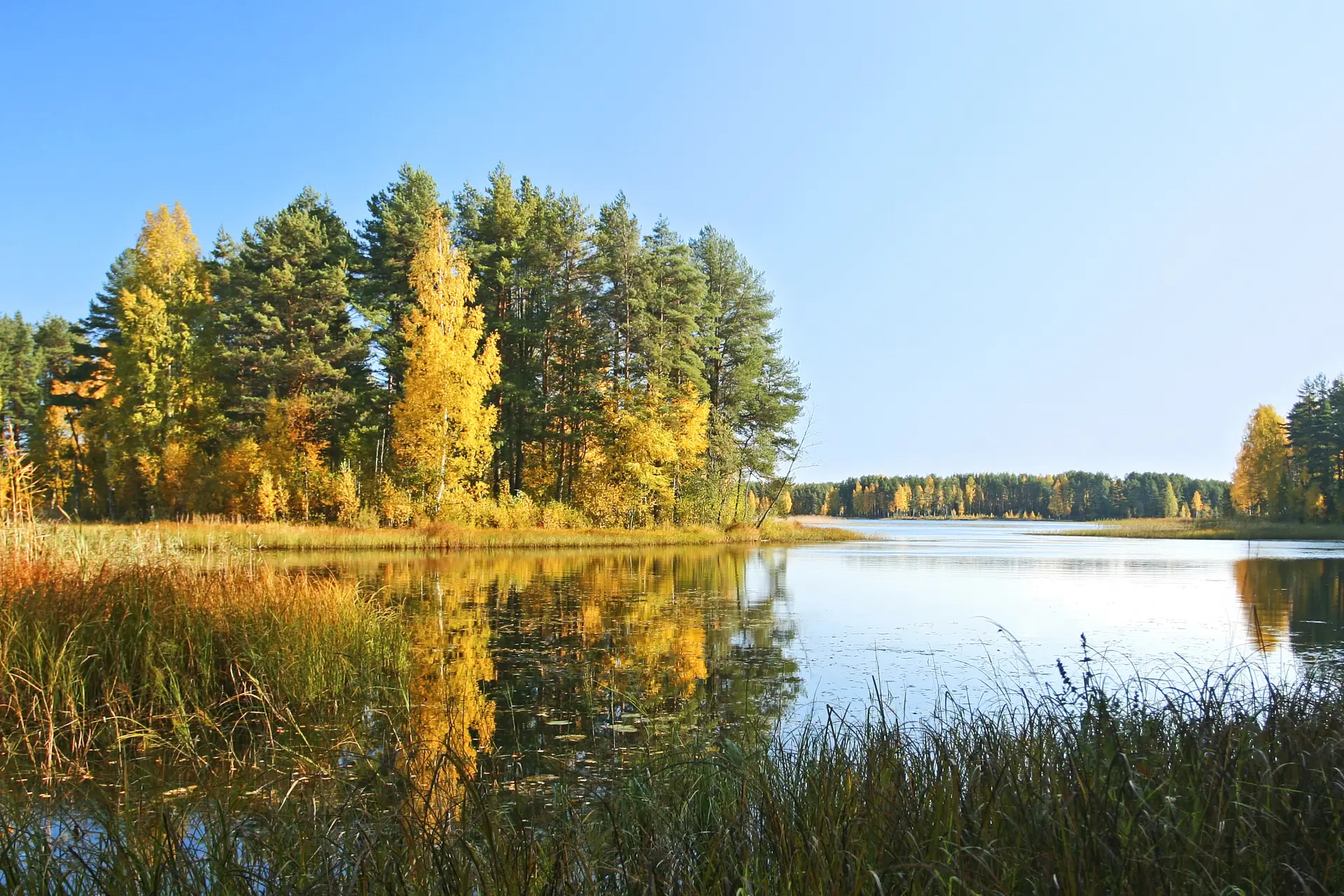 Новгородские охотоведы пройдут 17 тыс. км по лесам, чтобы переписать диких животных. Фото. © РИА Новости. Юлий Ахромеев