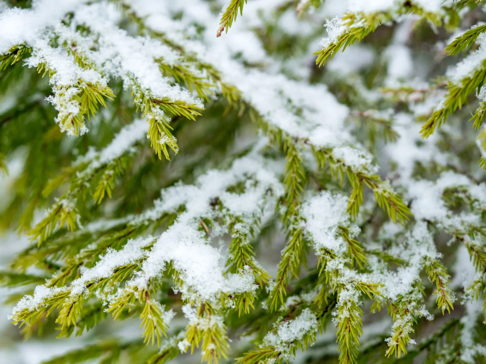 Хвойный лес в Ясной Поляне взяли под охрану в канун новогодних праздников. Фото. © РИА Новости. Игорь Подгорный