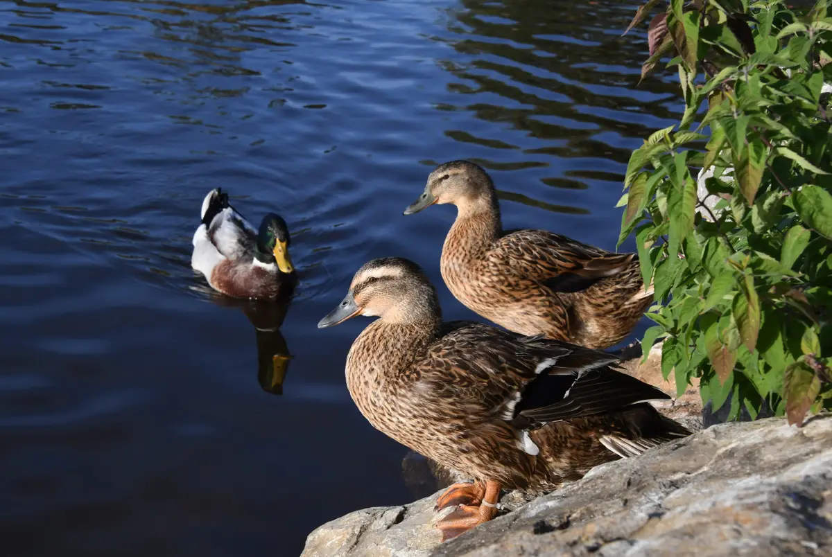 Вместимость пляжа озера в Пятигорске увеличится вдвое после реконструкции. Фото. © РИА Новости. Виталий Аньков