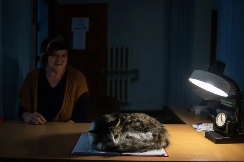 Если кошка свернулась клубком 26 января, будут сильные морозы. Фото