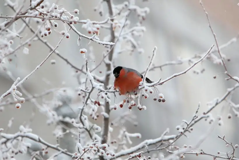Снегирь: что за птица, чем кормить? Легенда о птичке и ее празднике в России. Фото. © РИА Новости. Алексей Мальгавко