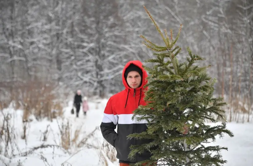 После праздников. Что делать с новогодней елкой: когда выносить и куда девать. Фото. © РИА Новости. Евгений Биятов