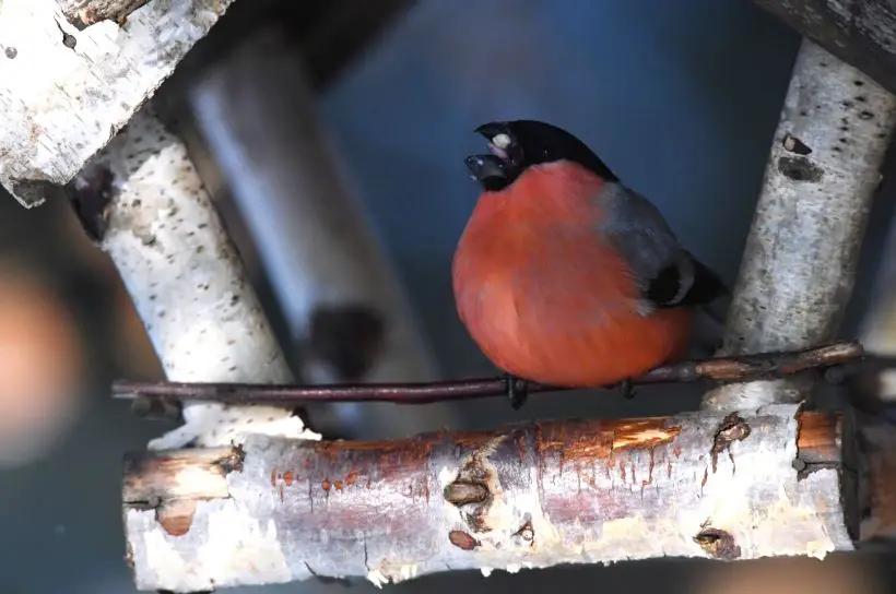 В Европе снегирей называют "бульдогами" среди птиц из-за их коренастого телосложения и широкой груди. Фото