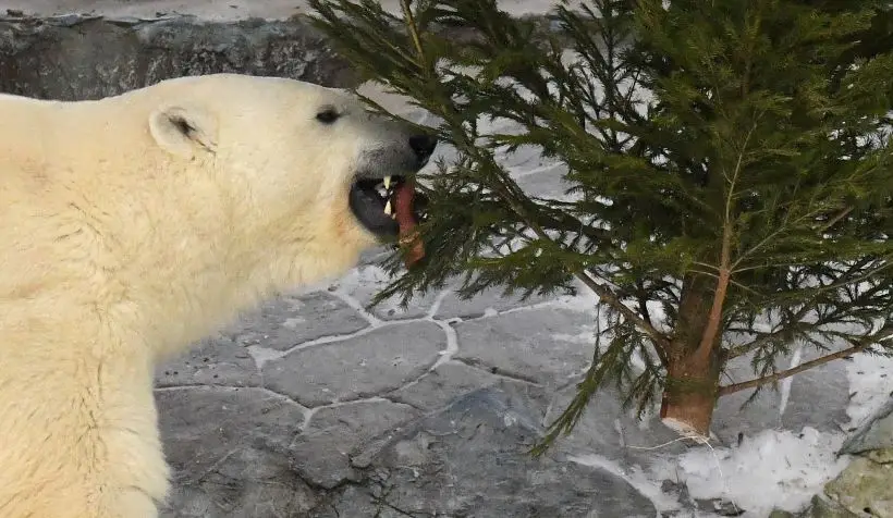 Многие зоопарки и зоофермы с радостью принимают хвойные деревья в качестве витаминной подкормки для животных. Фото