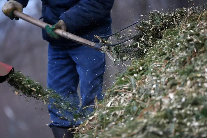 Живая новогодняя елка пригодится и на даче. Фото