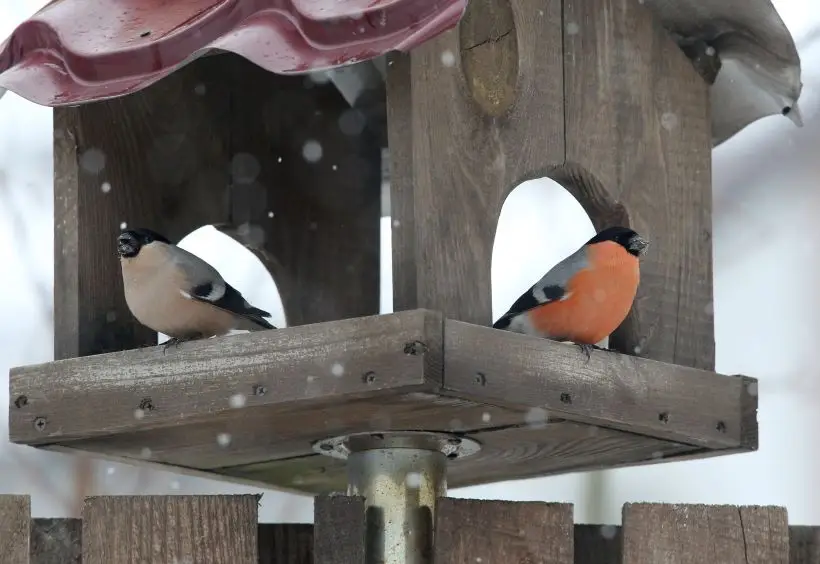 Самец и самка внешне отличаются. Фото