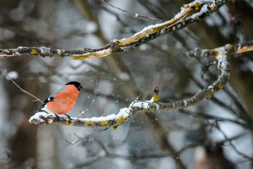 Снегирь - лесной житель. Фото