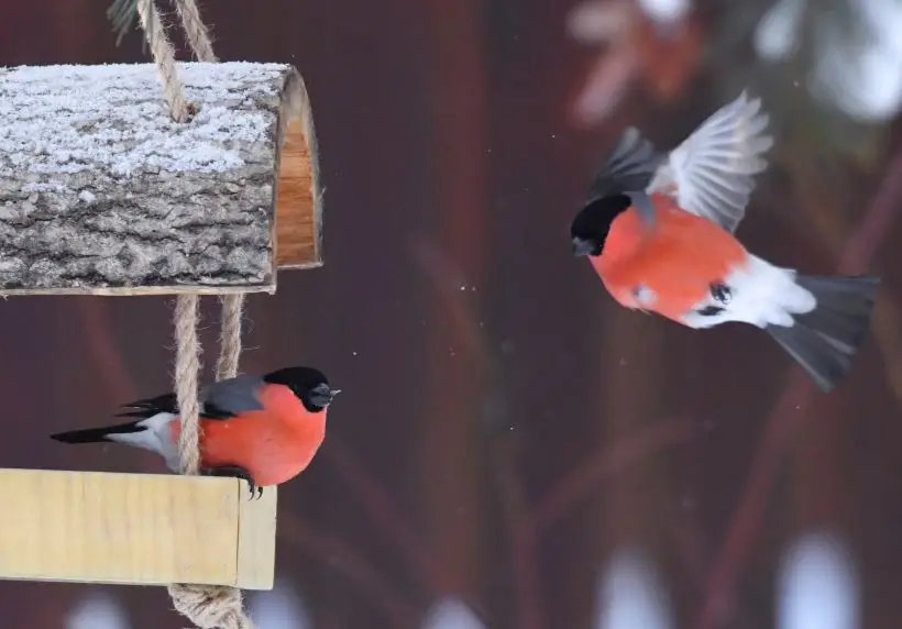 Чтобы помочь снегирям зимой, можно предложить им семена подсолнечника (только нежареные и несоленые!) – это их основной и самый любимый корм. Фото