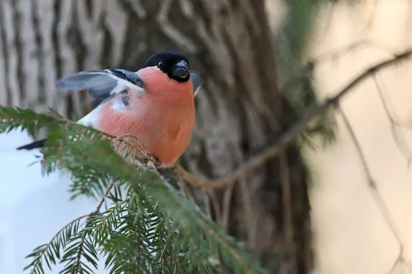 Наличие на участке хвойных деревьев или густых живых изгородей сделает ваш сад привлекательнее для снегирей. Фото