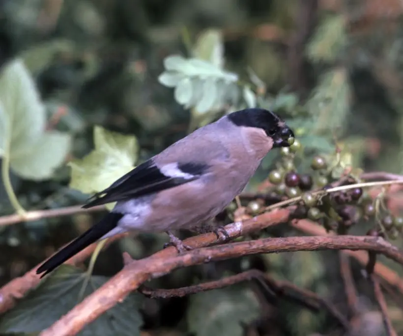 С наступлением весны снегири перемещаются из городов обратно в густые леса. Фото