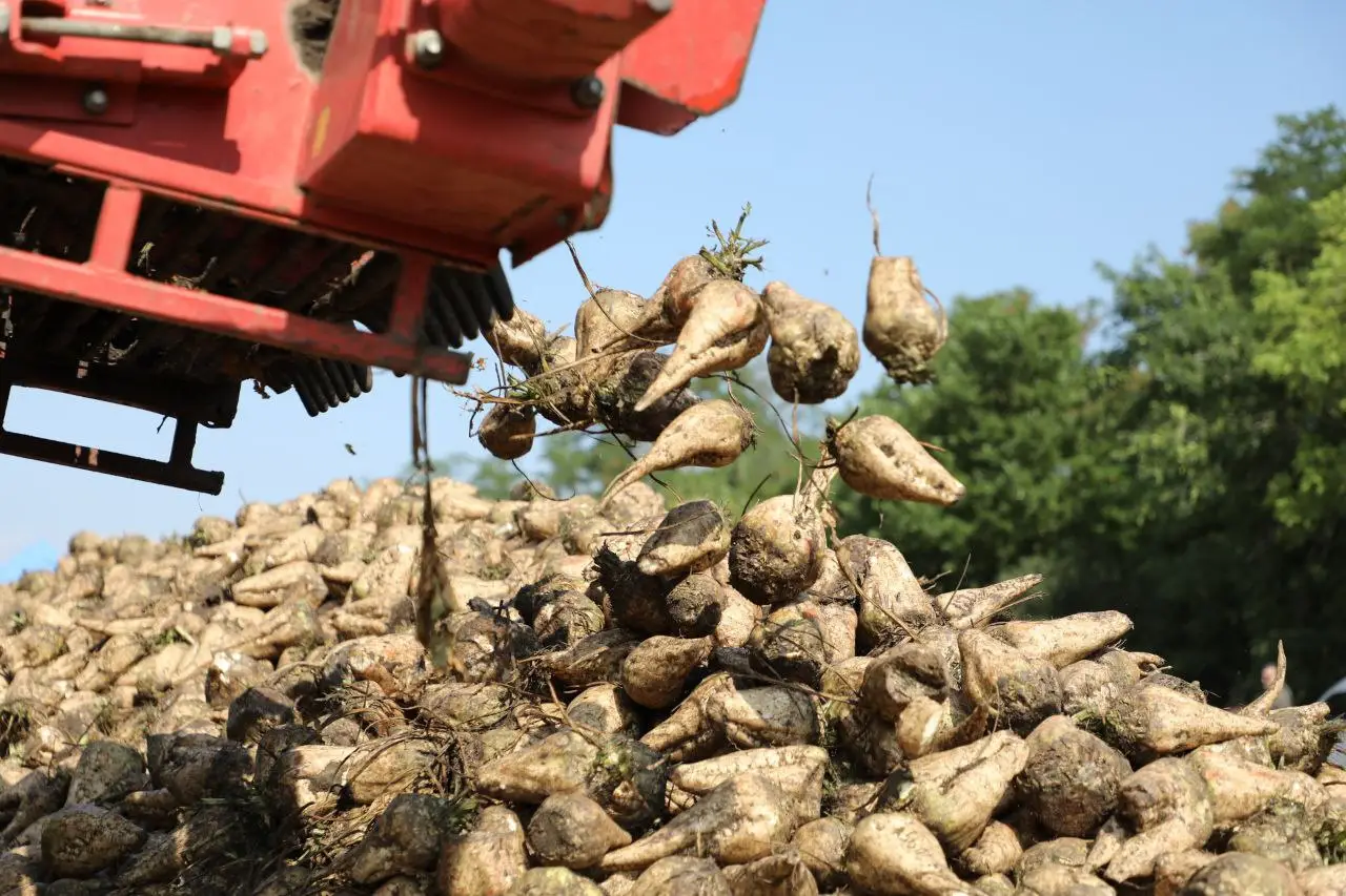 Сахарная свекла. © Пресс-служба администрации Краснодарского края. Геннадий Аносов
