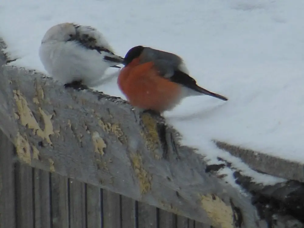 Снегирь. © Мурманский морской биологический институт. Наталья Лебедева