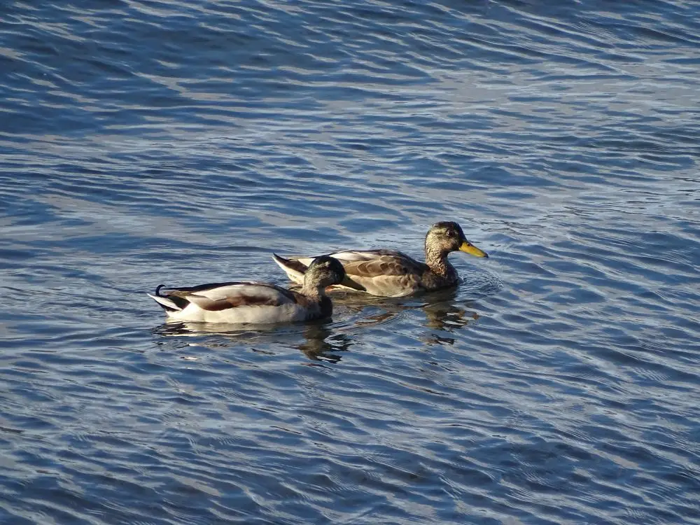 Утки. © Мурманский морской биологический институт. Наталья Лебедева