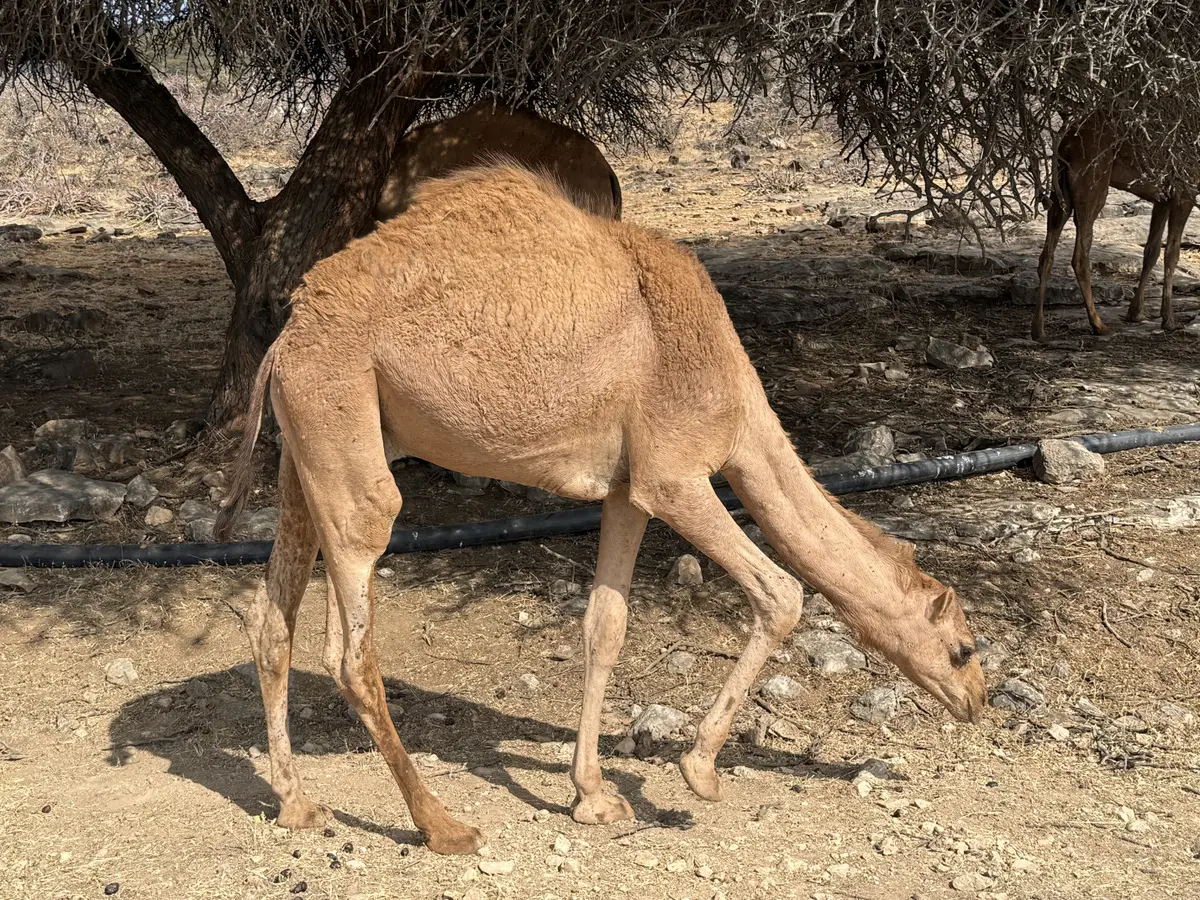 В Омане водятся и много других животных. © Пресс-служба туроператора Fun&Sun. Ольга Ланская